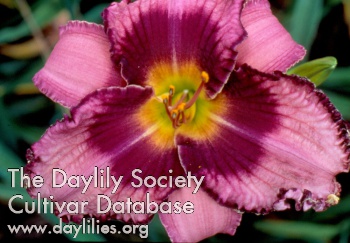 Daylily Russian Ragtime